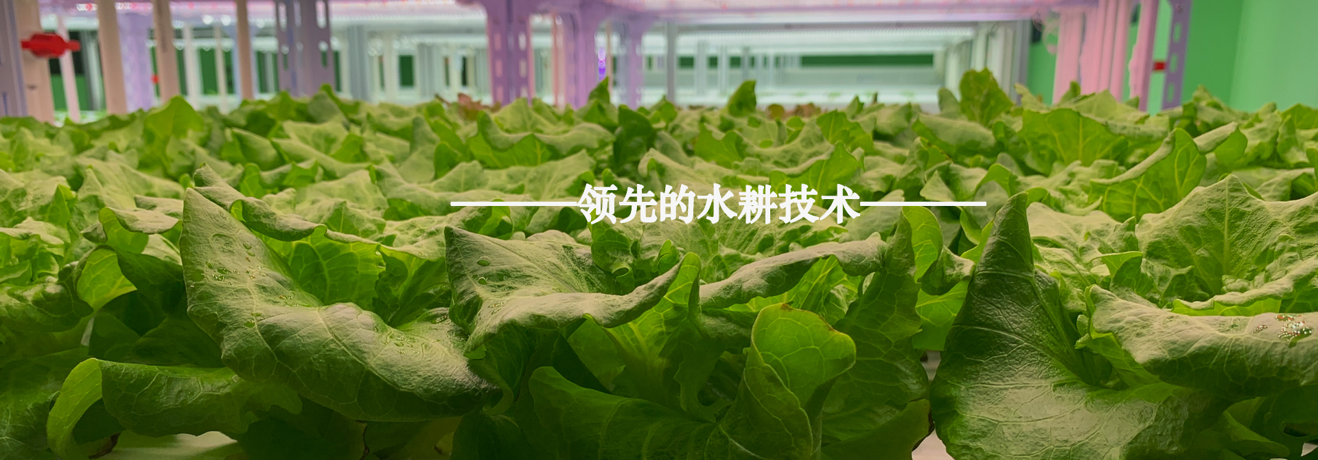 &#31859;&#20848;&#22312;&#32447;&#27880;&#20876;&#45;&#31859;&#20848;&#65288;&#20013;&#22269;&#65289;
